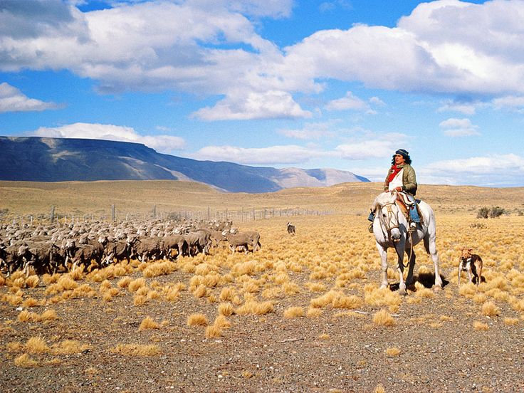 a woman riding on the back of a white horse next to a herd of sheep