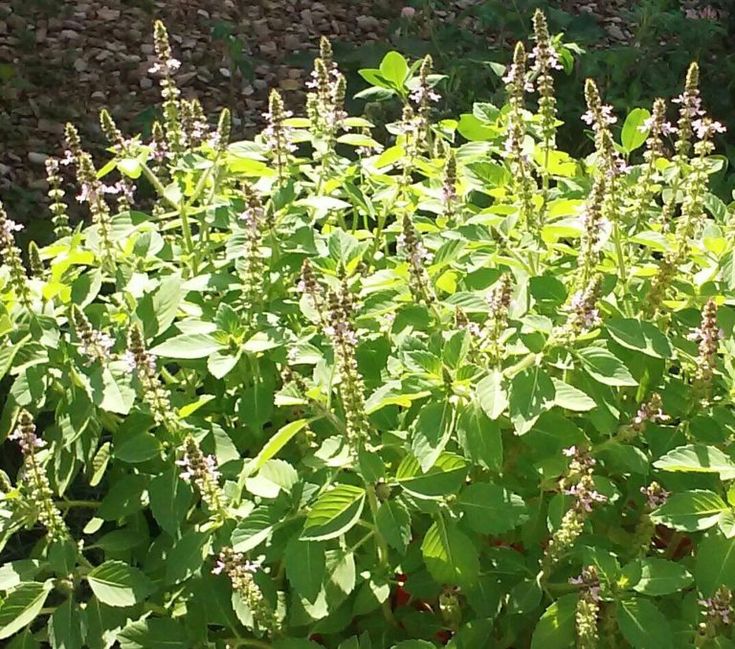 Treasure The Benefits of Tulsi (Holy Basil) | Herbal Living Medicinal Gardening, Window Sunlight, Herbal Living, Ocimum Tenuiflorum, Tulsi Plant, Plant Types, Mother Earth Living, Plant Tips, Growing Basil