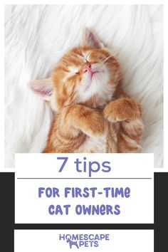 an orange and white cat laying on top of a bed with the words 7 tips for first - time cat owners