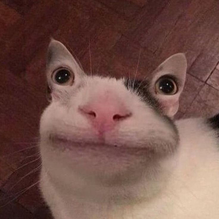 a black and white cat with the words it is tuesday next to it's face