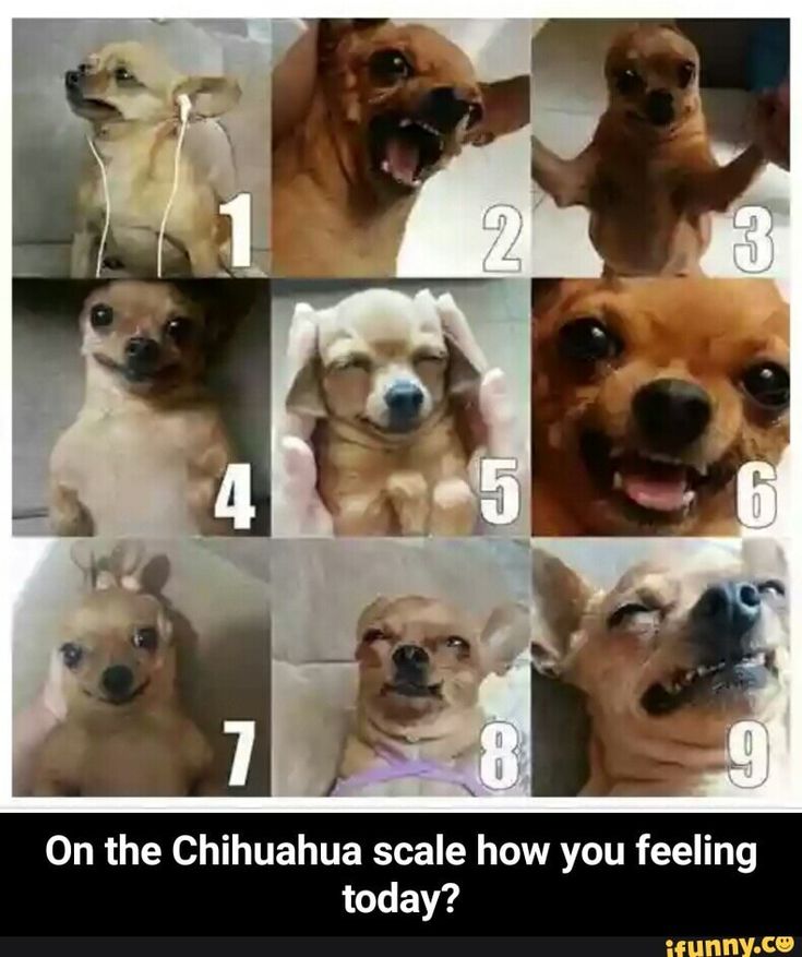 a series of pictures showing different dogs with their mouths open and numbers on the front