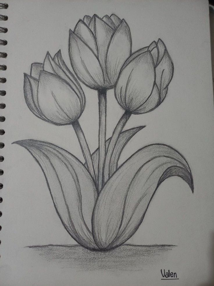 a pencil drawing of three tulips with leaves