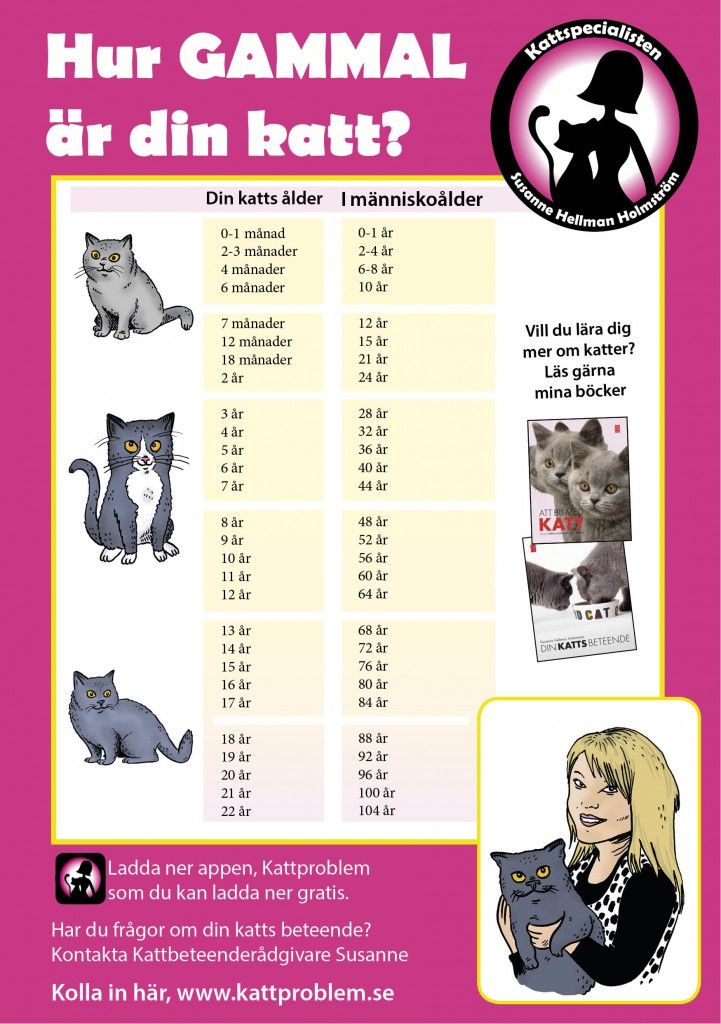 a poster with different types of cats on it's back side, and the words in