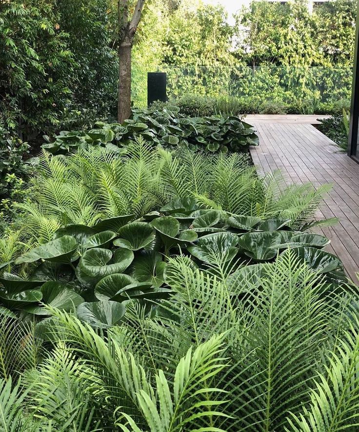 a wooden deck surrounded by lush green plants