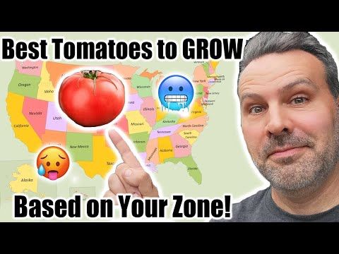 a man pointing to a tomato on the map of the usa with words best tomatoes to grow based on your zone