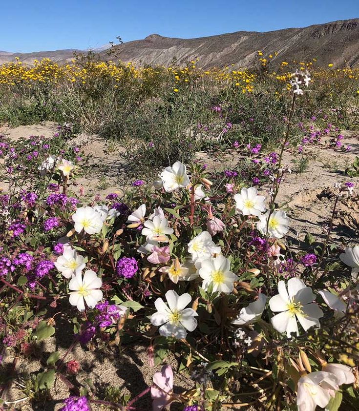 wildflowers blooming in the desert with mountains in the background