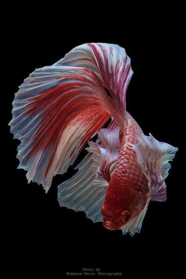 a red and white siamese fish with its tail curled up in the air, on a black background