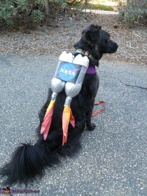 a black dog sitting on the ground wearing a costume with feathers and an electronic device attached to it's back