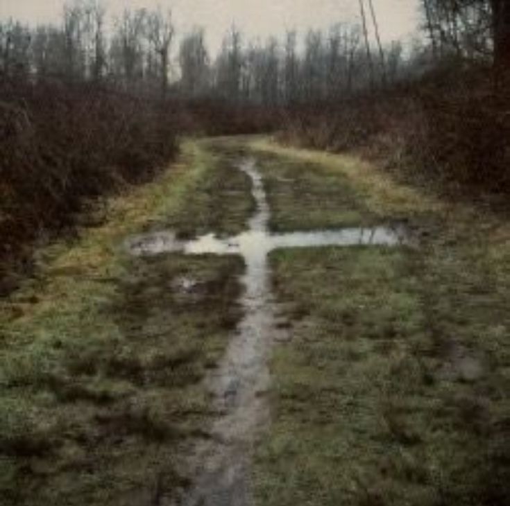 a muddy road in the middle of a forest