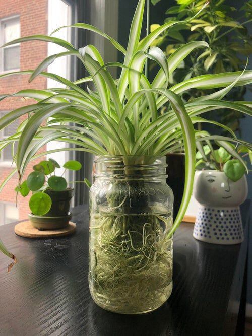 an air plant in a mason jar on a table