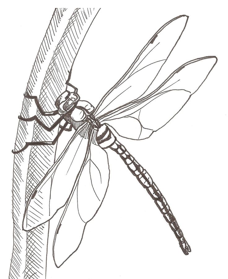 a drawing of a dragonfly sitting on top of a leaf