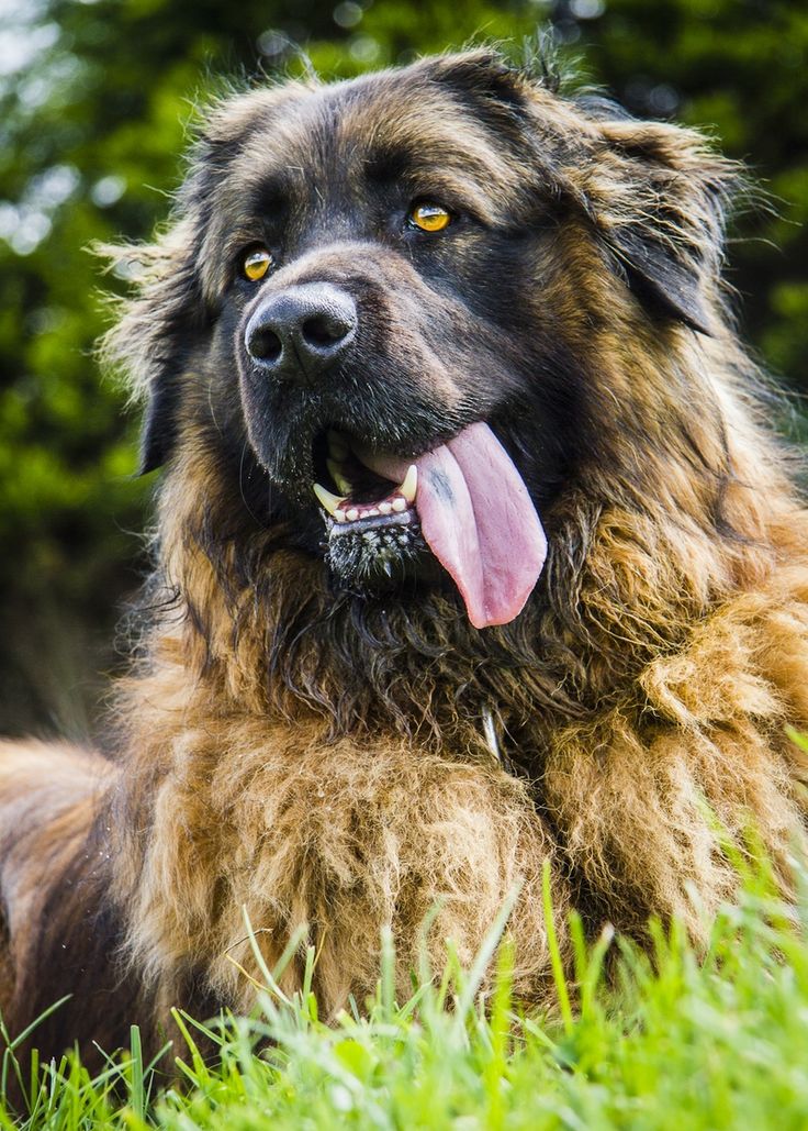 a large brown dog laying in the grass