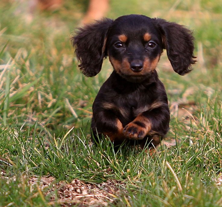 a small black and brown dog sitting in the grass