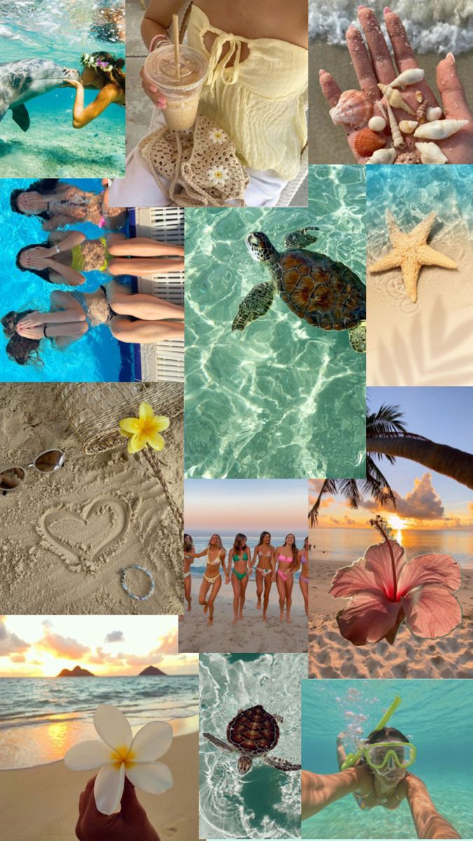 a collage of photos with people and sea animals on the beach, including shells