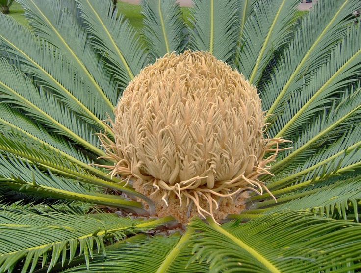 a large green plant with lots of leaves on it's sides and the top part of its head