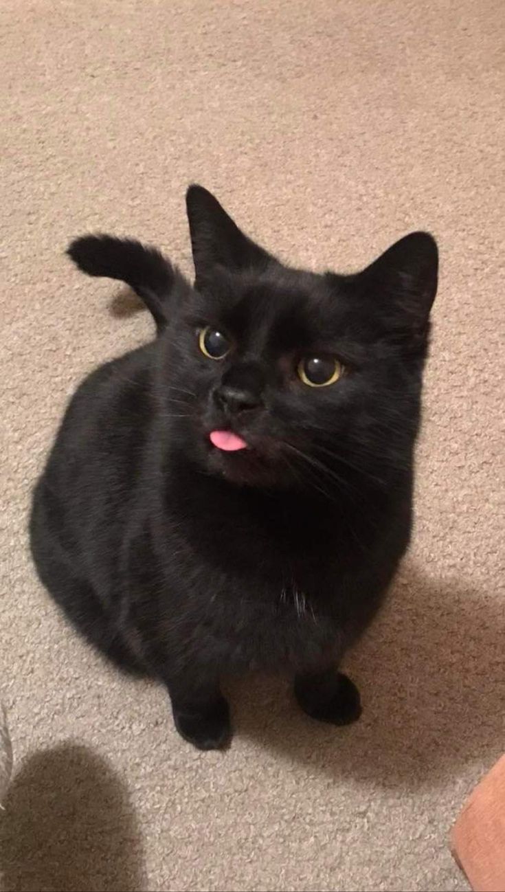 Black cat blep | Cute baby animals, Cute baby cats, Cute cats and kittens