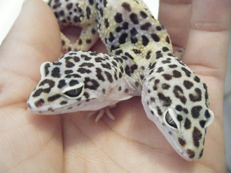 a close up of a person's hand holding a small animal in it's palm