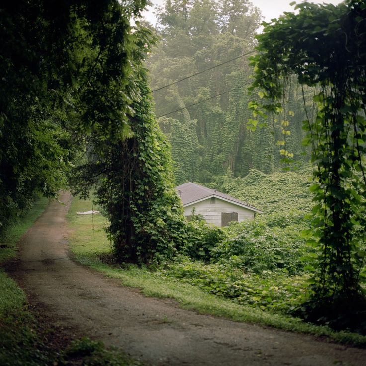 a dirt road surrounded by lush green trees and bushes with a house in the distance