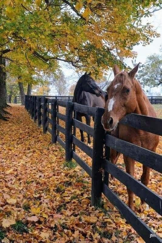 two horses standing next to each other behind a fence with leaves on the ground around them