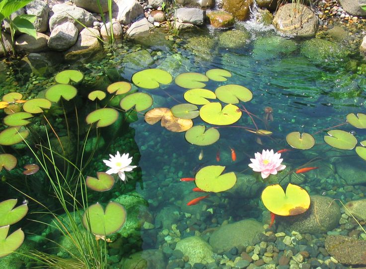 water lilies are floating in the pond with rocks and greenery around their edges