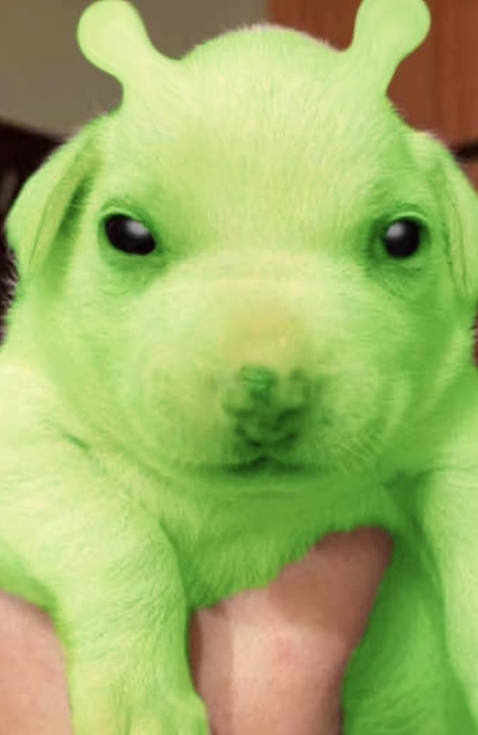 a person holding a green dog in their arms and looking at the camera with one eye wide open