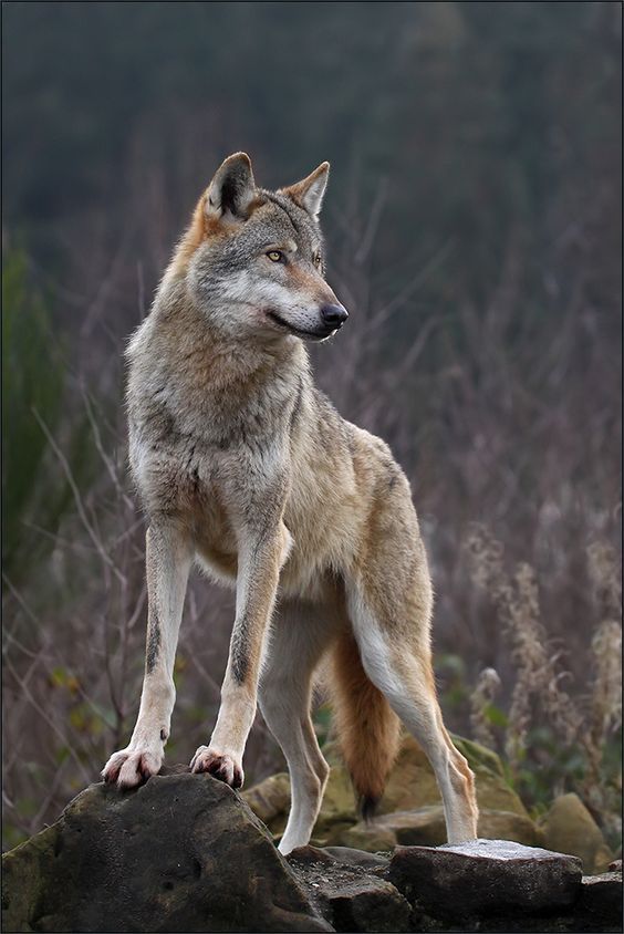 a wolf standing on top of a rock