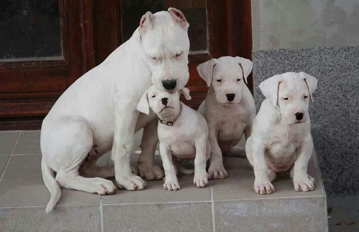 three white dogs are sitting next to each other