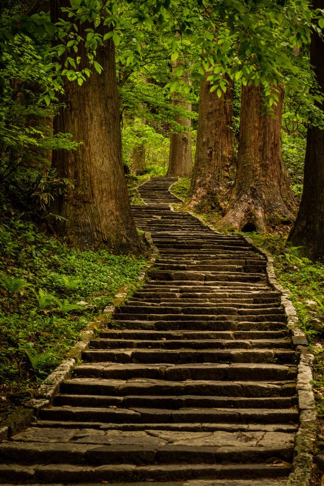 Dark forest in Northern Japan: after a 5 storeys pagoda starts a 2466 ...