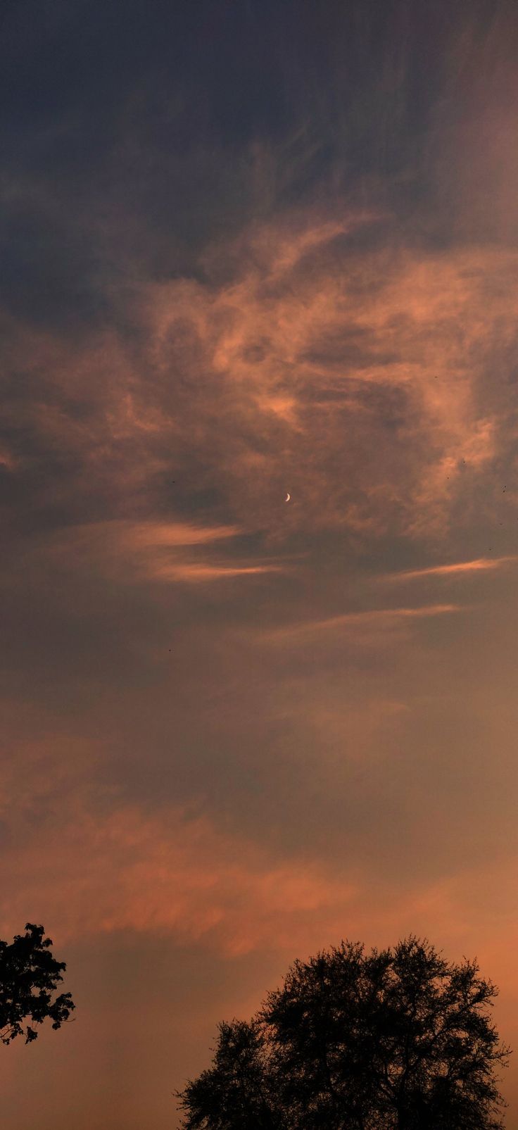 an airplane flying in the sky at sunset with clouds above it and two trees below