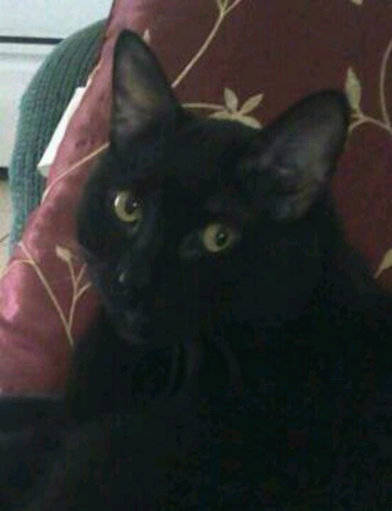 a black cat laying on top of a red pillow