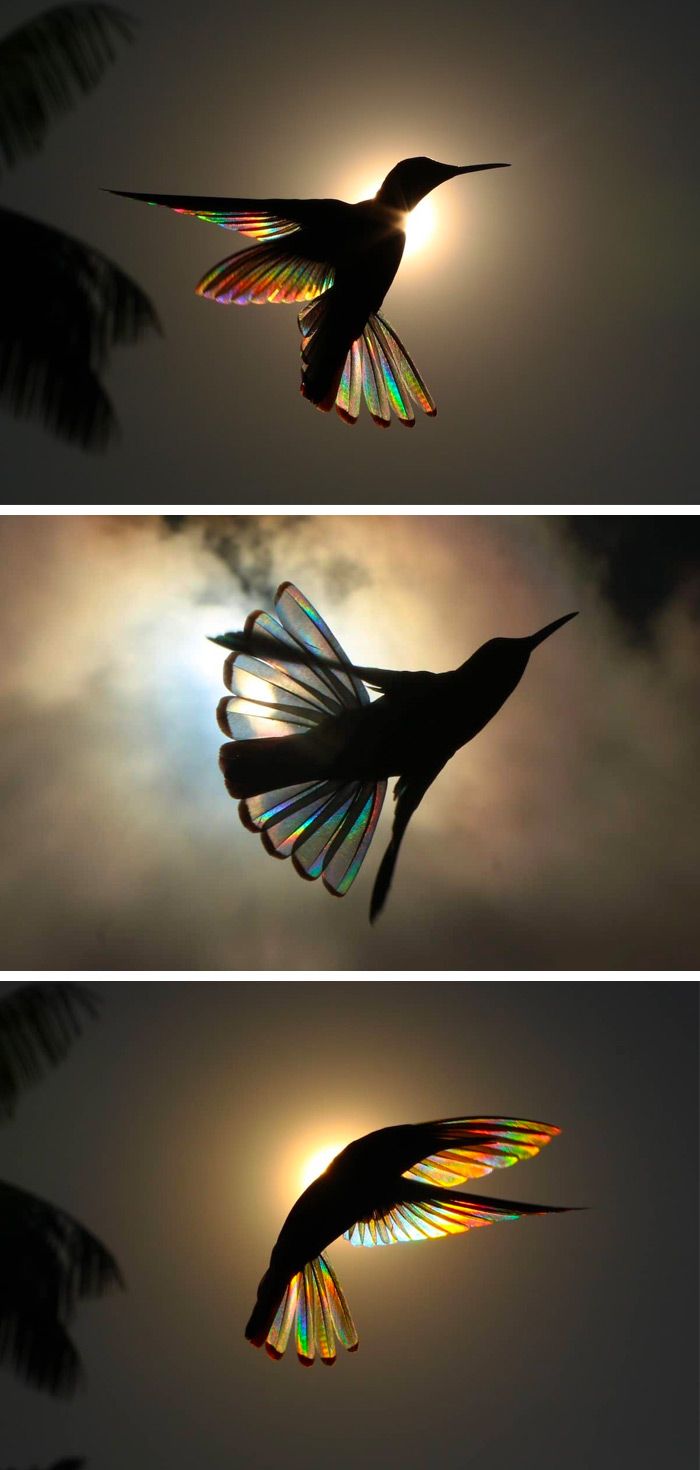 two pictures of a hummingbird flying in the sky with the sun shining through it's wings