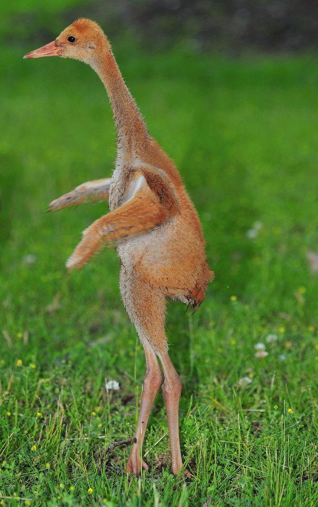 a small bird standing on its hind legs in the grass