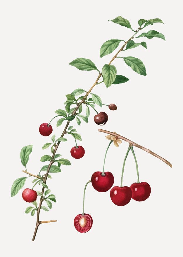 an illustration of cherries on a branch with leaves and berries hanging from it's stems