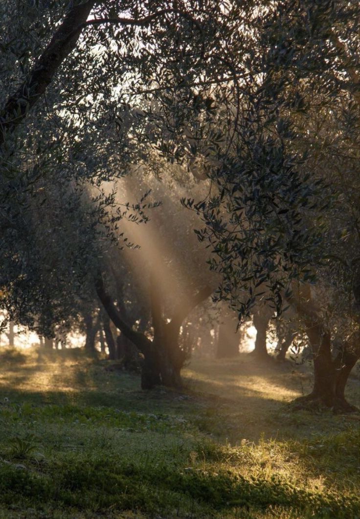 sunbeams shine through the trees in an olive grove