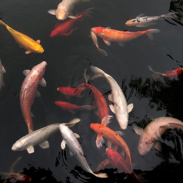 many fish are swimming in the water together