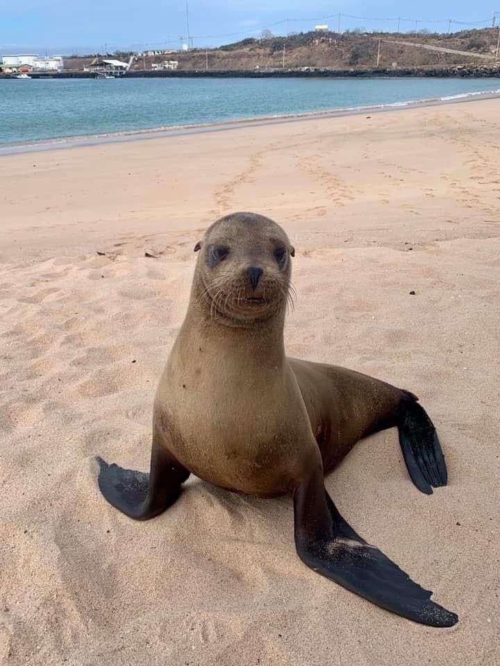 a sea lion sitting on the sand at the beach