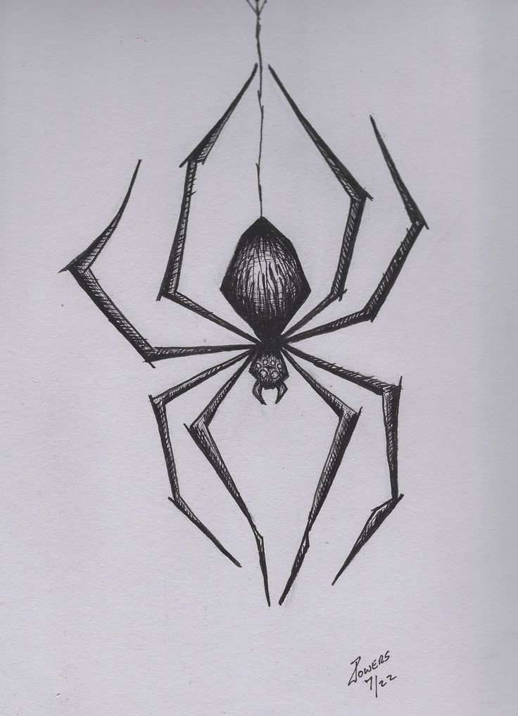 a black and white drawing of a spider