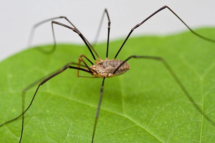 a brown spider sitting on top of a green leaf