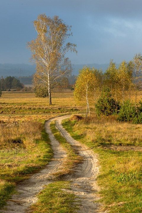 a dirt road in the middle of an open field with trees and grass on both sides