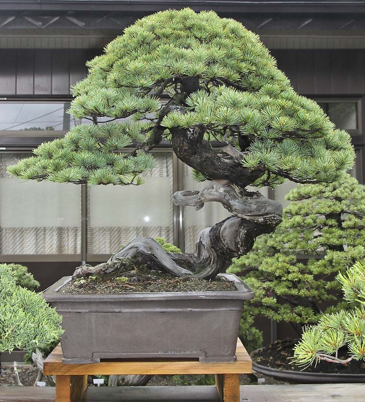 a bonsai tree in a pot on a wooden table next to other plants and trees