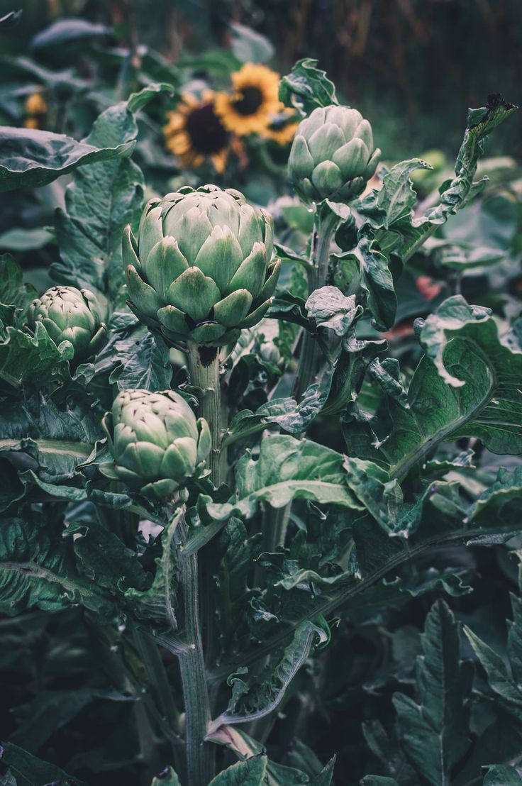 an artichoke plant with lots of leaves in the foreground and sunflowers in the background