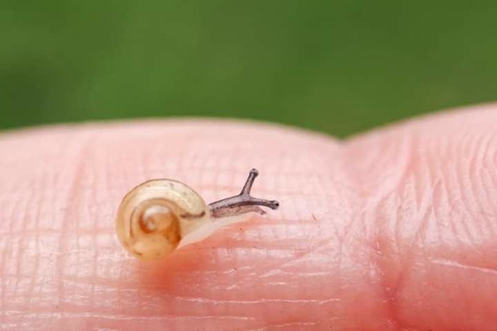 a tiny snail is sitting on top of someone's finger