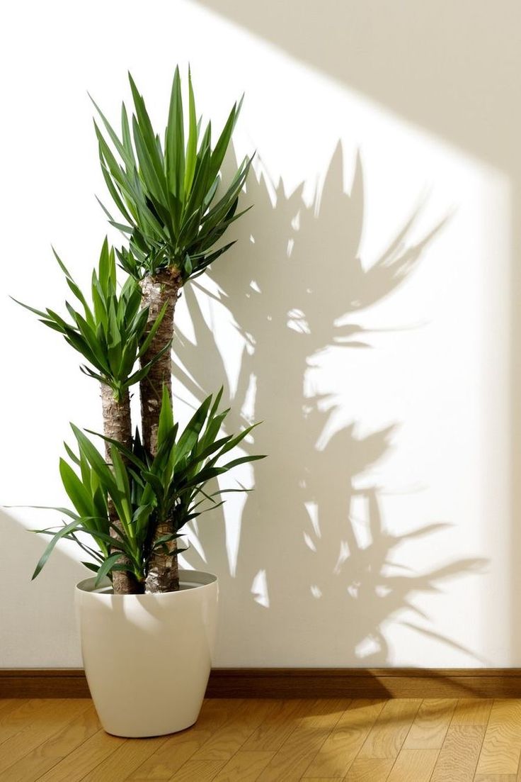 a potted plant sitting on top of a wooden floor next to a white wall