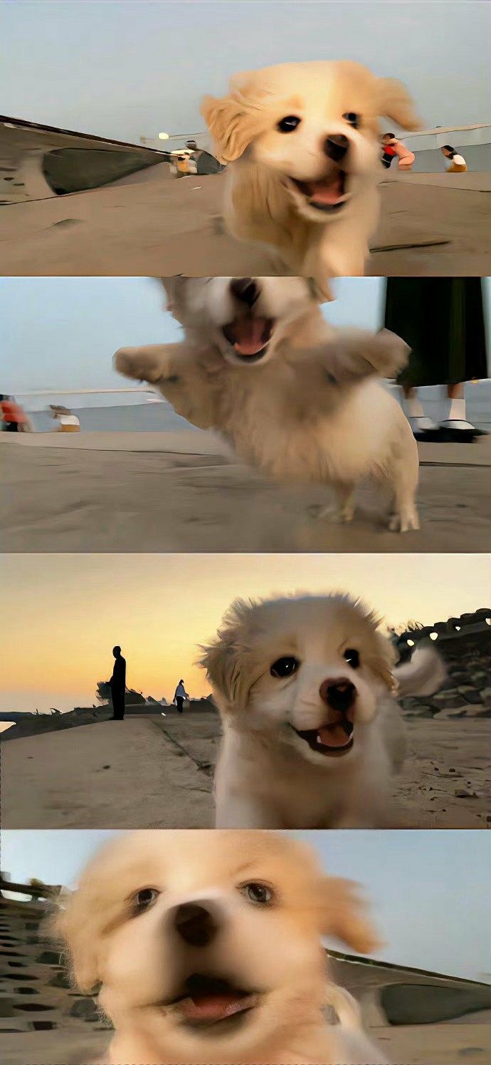 three different pictures of a dog on the beach