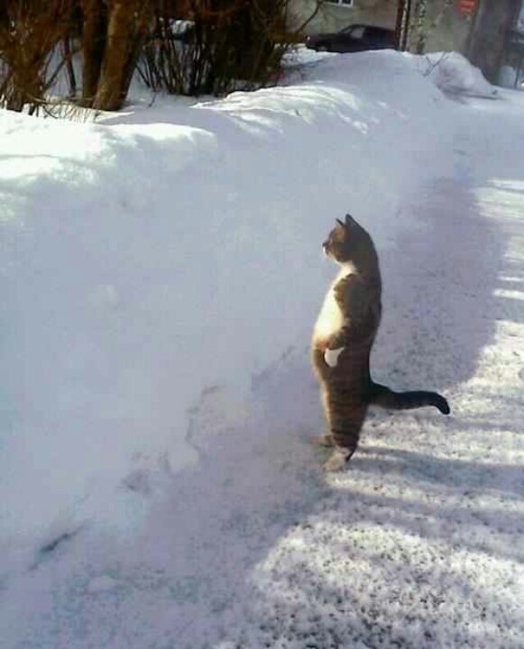 a cat standing on its hind legs in the snow