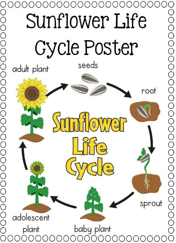 the sunflower life cycle is shown in this printable poster for kids to learn how to