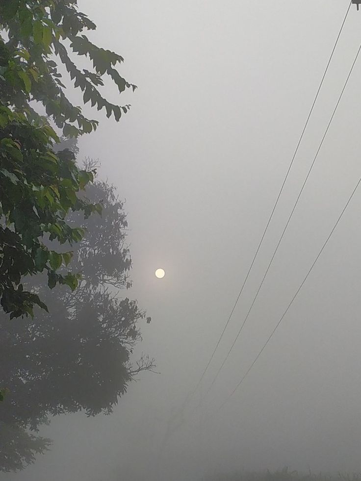 a foggy street with power lines in the foreground and trees on the far side