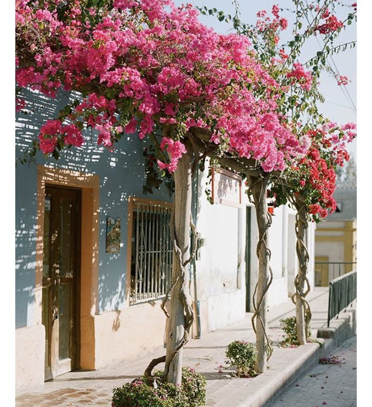 pink flowers growing on the side of a building