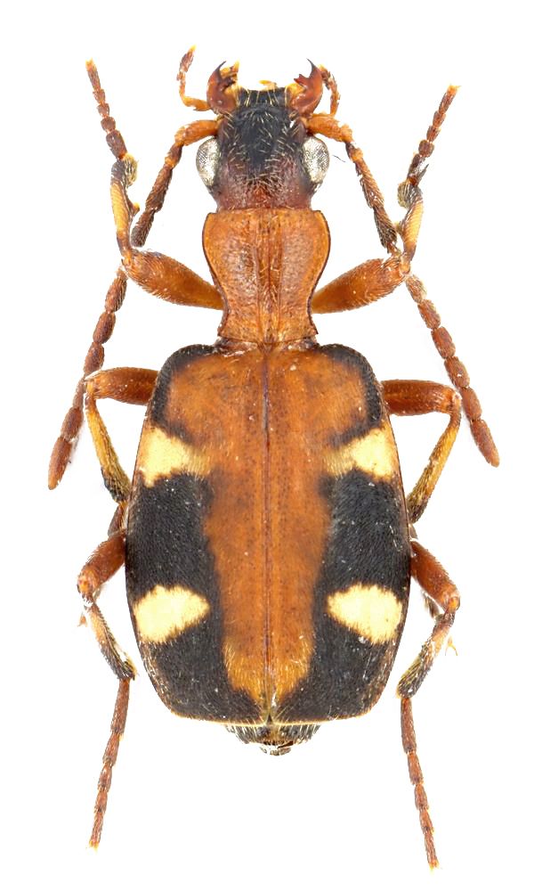 a brown and black bug on a white background