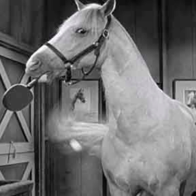 a white horse standing in front of a mirror